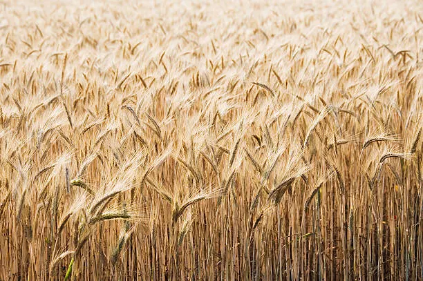 USDA: Україна збільшить урожай зерна 2026/27, але експорт знизиться