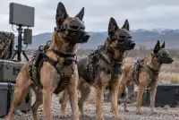 Warhound залучив $200 млн на військових службових собак