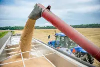 Урожай пшениці в Україні 2024: якість та регіональні відмінності