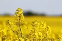 Ціни на ріпак в Україні 2026: вплив затримки жнив на ринок