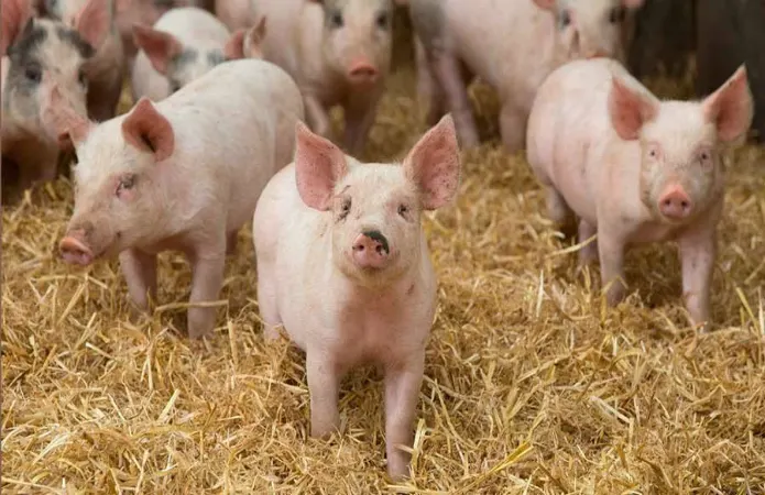 KSG Agro інвестує 25+ млн грн у автономне водопостачання свинокомплексу