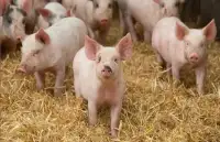 KSG Agro інвестує 25+ млн грн у автономне водопостачання свинокомплексу